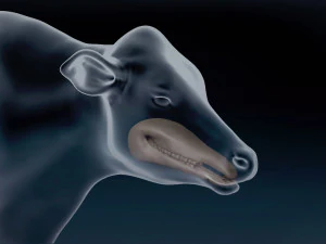 Dairy Cow Base Mesh 3D Model