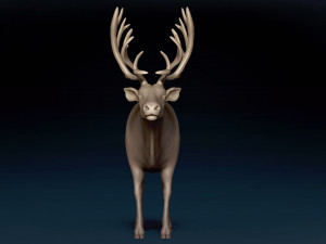 Caribou Base Mesh Modelo 3D