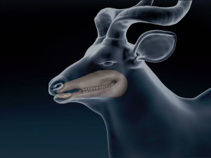Kudu Antelope Base Mesh 3D-Modell