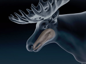 Moose Base Mesh Modelo 3D
