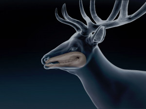 Red Deer Base Mesh Modèle 3D