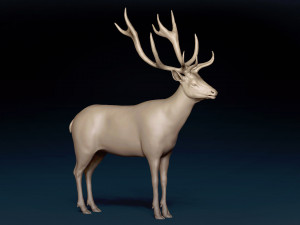 Red Deer Base Mesh Modèle 3D