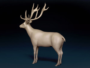 Red Deer Base Mesh Modèle 3D