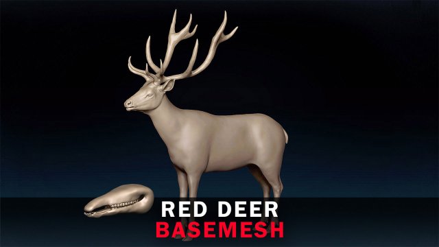 Red Deer Base Mesh Modèle 3D .c4d .max .obj .3ds .fbx .stl .blend 