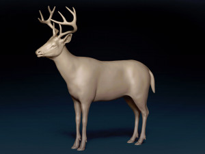 White Tailed Deer Base Mesh 3D Model