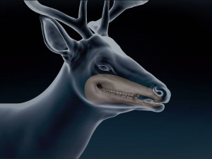 White Tailed Deer Base Mesh 3D Model