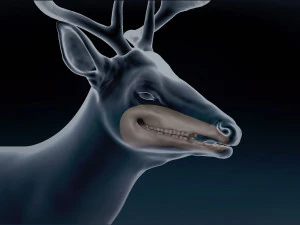 White Tailed Deer Base Mesh 3D Model