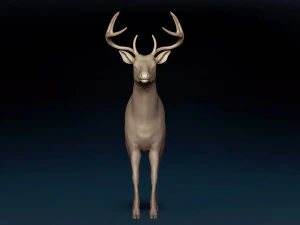 White Tailed Deer Base Mesh 3D Model
