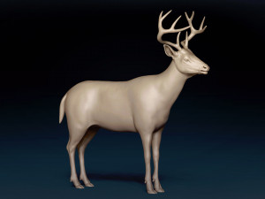 White Tailed Deer Base Mesh 3D Model