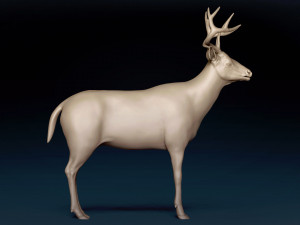 White Tailed Deer Base Mesh 3D Model