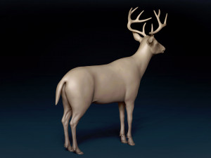 White Tailed Deer Base Mesh 3D Model