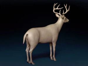 White Tailed Deer Base Mesh 3D Model