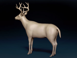 White Tailed Deer Base Mesh 3D Model