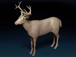White Tailed Deer Base Mesh 3D Model