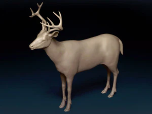 White Tailed Deer Base Mesh 3D Model