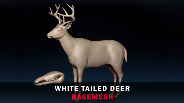 White Tailed Deer Base Mesh 3D Model .c4d .max .obj .3ds .fbx .stl .blend 