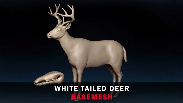 White Tailed Deer Base Mesh 3D Model .c4d .max .obj .3ds .fbx .stl .blend 