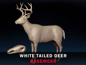 White Tailed Deer Base Mesh 3Dモデル