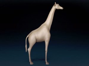 African Giraffe Base Mesh 3D Model