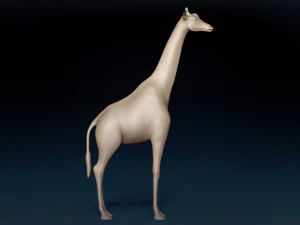 African Giraffe Base Mesh 3D Model