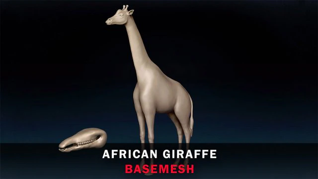 African Giraffe Base Mesh 3D Model .c4d .max .obj .3ds .fbx .stl .blend