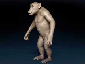Chimpanzee Base Mesh 3D Model