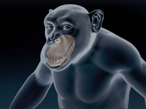 Chimpanzee Base Mesh 3D 模型