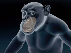 Chimpanzee Base Mesh 3D Model