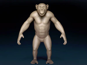 Chimpanzee Base Mesh 3D Model
