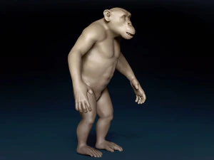 Chimpanzee Base Mesh 3D Model