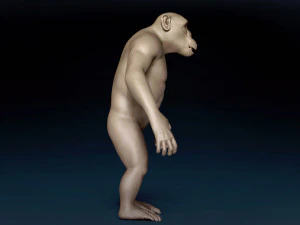 Chimpanzee Base Mesh 3D Model