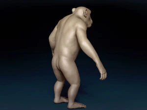 Chimpanzee Base Mesh 3D Model