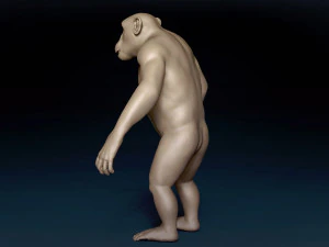Chimpanzee Base Mesh 3D Model