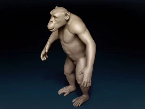 Chimpanzee Base Mesh 3D Model