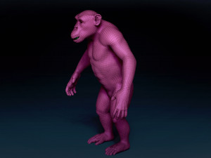 Chimpanzee Base Mesh 3D 模型