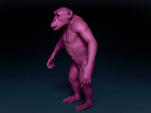 Chimpanzee Base Mesh 3D Model