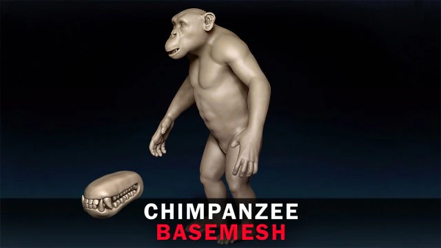 Chimpanzee Base Mesh 3D Model .c4d .max .obj .3ds .fbx .stl .blend 