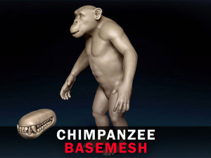 Chimpanzee Base Mesh 3D Model