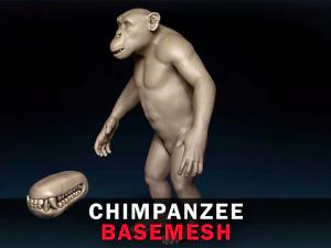 Jaring Dasar Simpanse Model 3D