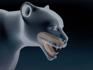 Cheetah Base Mesh 3D Model