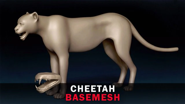 Cheetah Base Mesh 3D Model .c4d .max .obj .3ds .fbx .stl .blend 