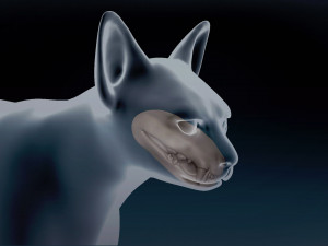 White Sphynx Cat Base Mesh Modelo 3D