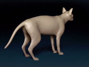 White Sphynx Cat Base Mesh Modelo 3D