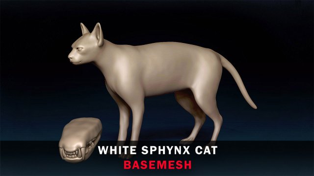 White Sphynx Cat Base Mesh Modelo 3D .c4d .max .obj .3ds .fbx .stl .blend 