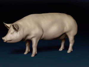 Siatka bazowa dla świń Model 3D