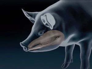 Siatka bazowa dla świń Model 3D