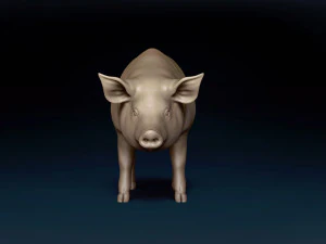 Siatka bazowa dla świń Model 3D