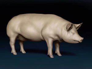 Siatka bazowa dla świń Model 3D