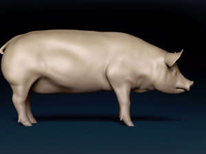 Pig Base Mesh 3D Model