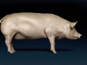 Siatka bazowa dla świń Model 3D